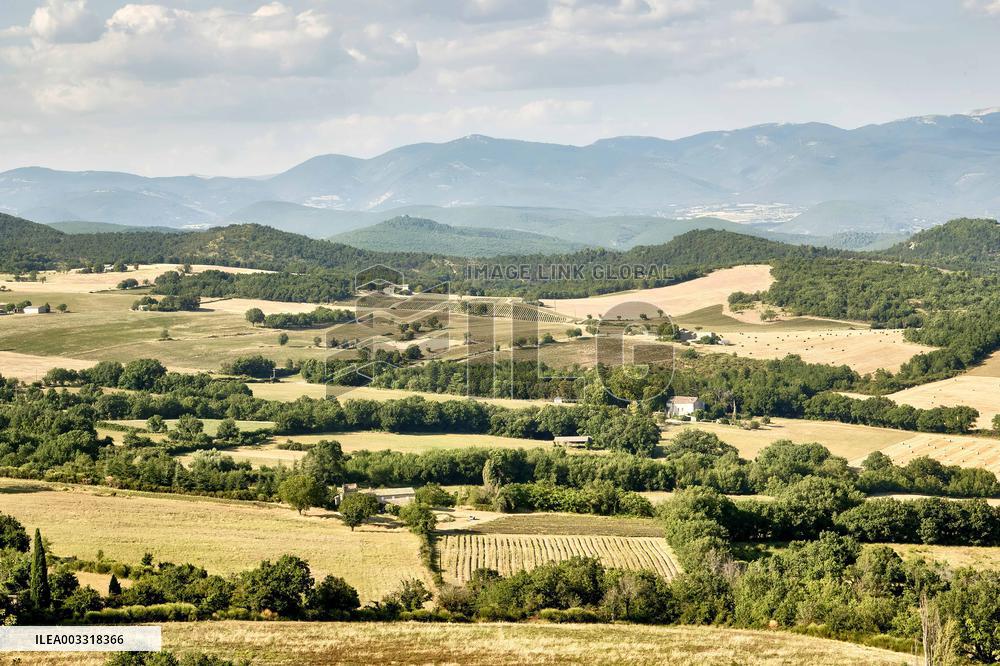 Lavandin Harvest - Alpes-de-Haute-Provence