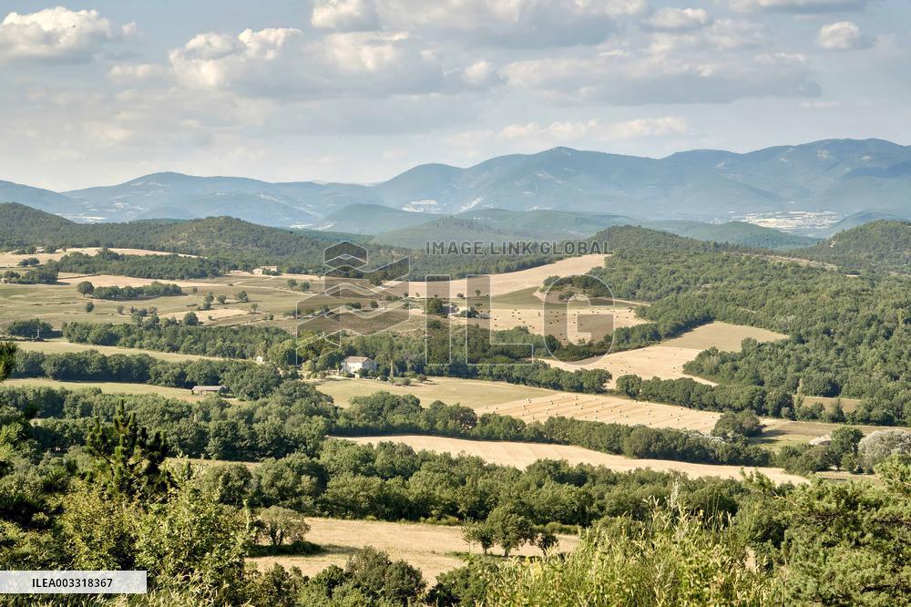 Lavandin Harvest - Alpes-de-Haute-Provence