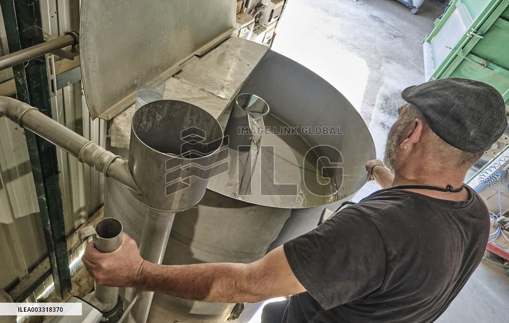 Lavandin Harvest - Alpes-de-Haute-Provence