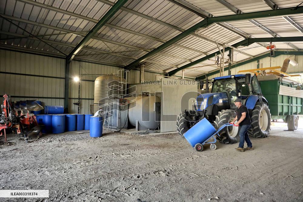 Lavandin Harvest - Alpes-de-Haute-Provence