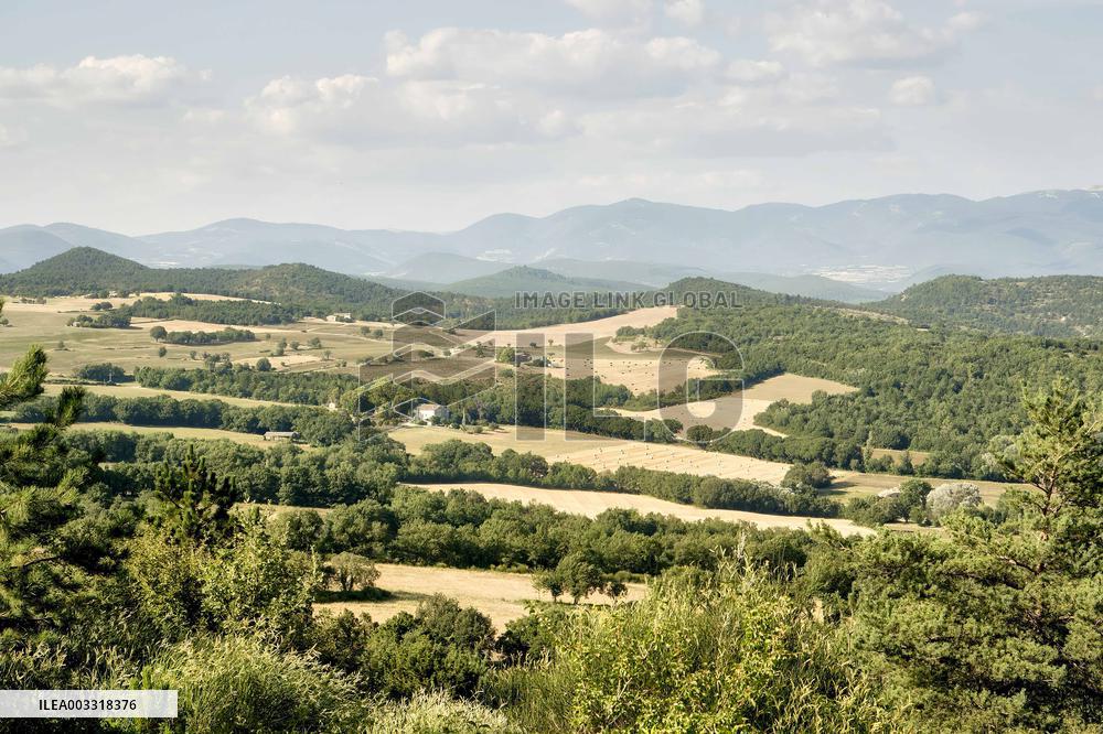Lavandin Harvest - Alpes-de-Haute-Provence