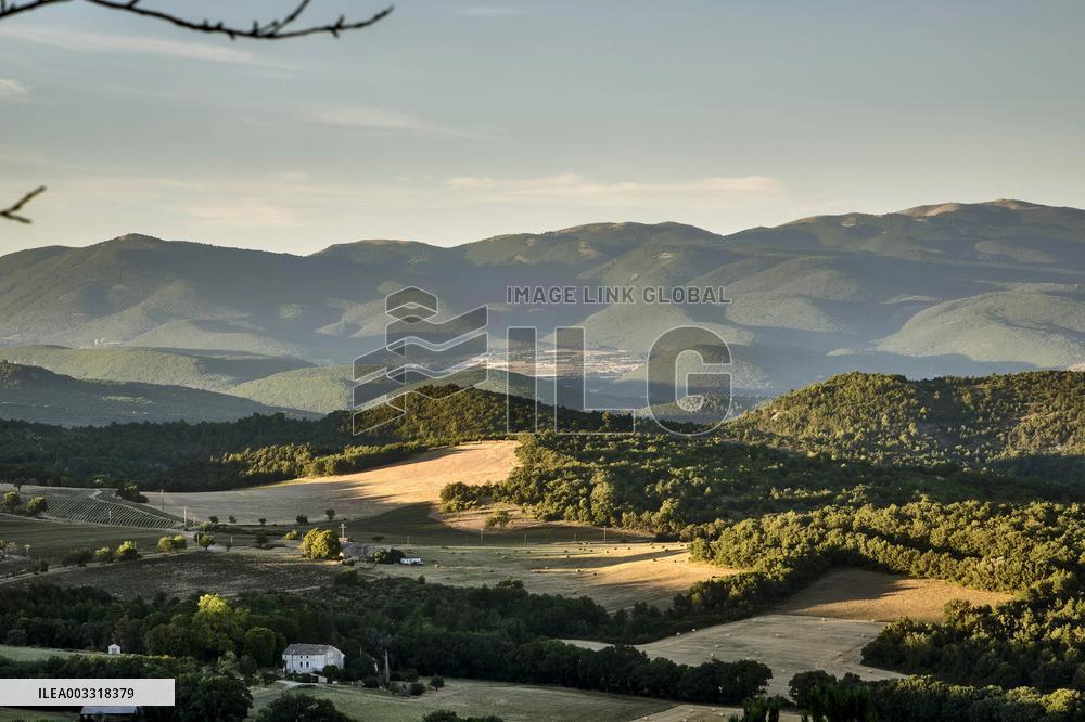 Lavandin Harvest - Alpes-de-Haute-Provence