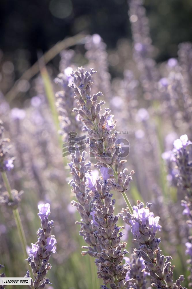 Lavandin Harvest - Alpes-de-Haute-Provence