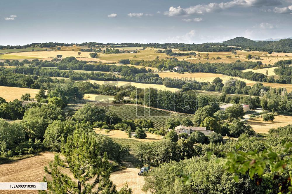 Lavandin Harvest - Alpes-de-Haute-Provence