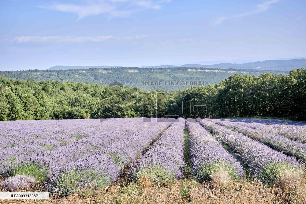 Lavandin Harvest - Alpes-de-Haute-Provence