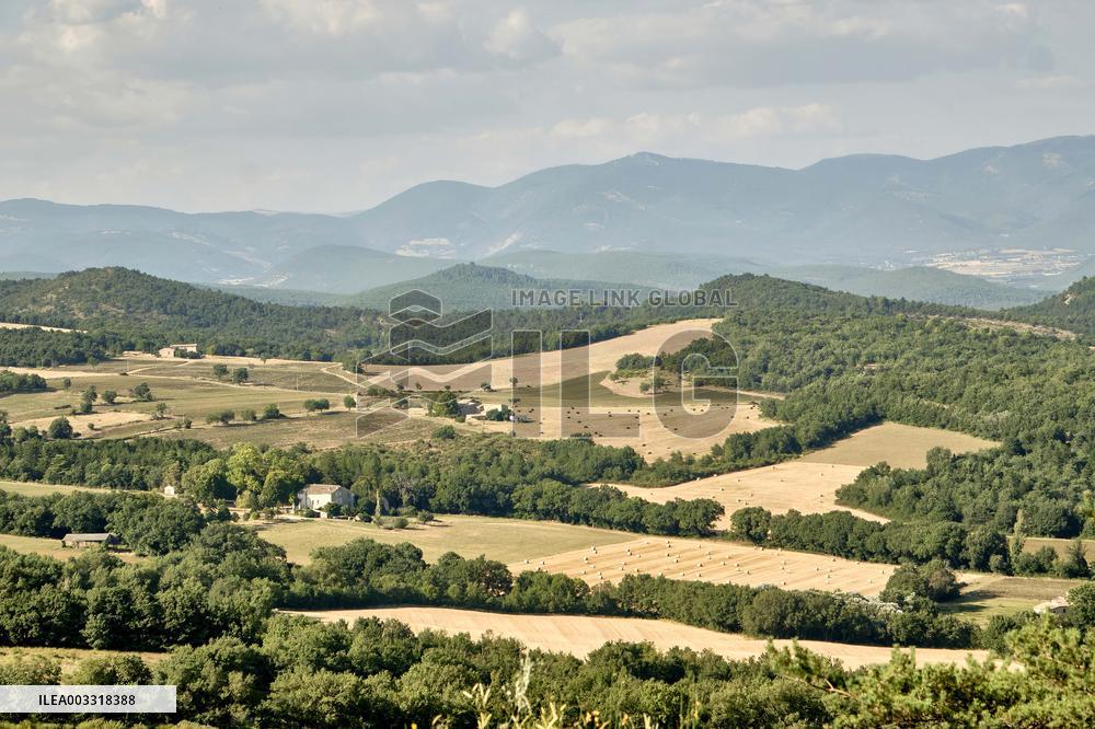 Lavandin Harvest - Alpes-de-Haute-Provence