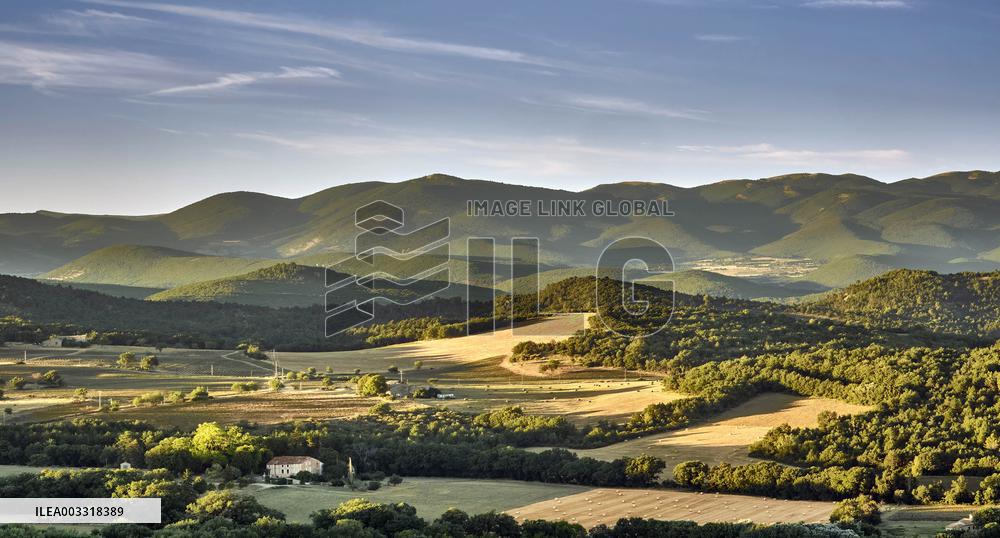 Lavandin Harvest - Alpes-de-Haute-Provence