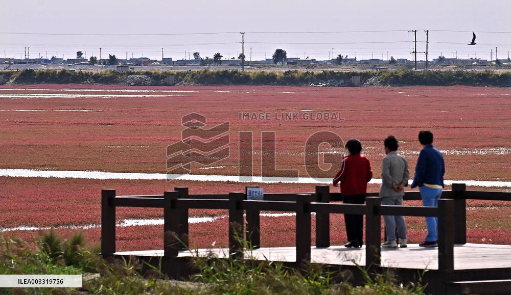 Red Beach Scenic Area - China