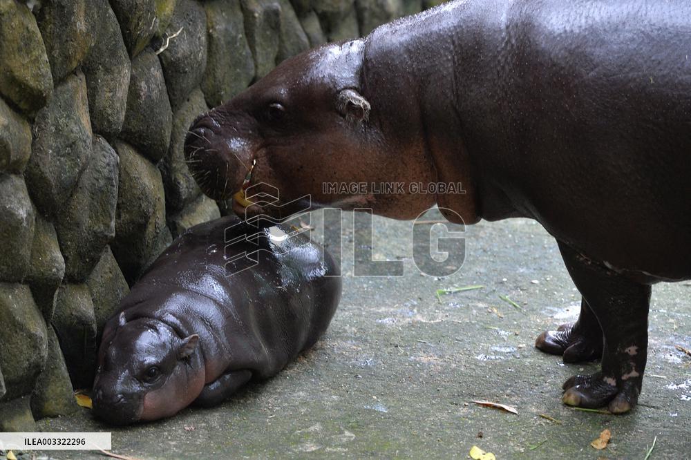 Dwarf Hippopotamus Moo Deng - Thailand