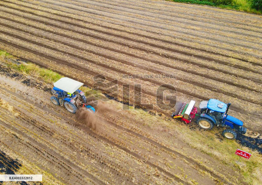 Rape Planting in Anqing