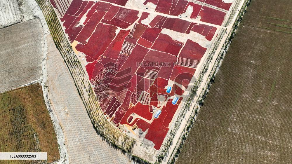 Drying Pepper in Xinjiang