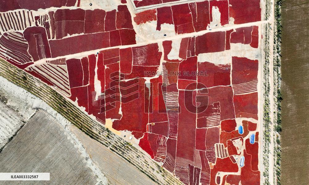 Drying Pepper in Xinjiang