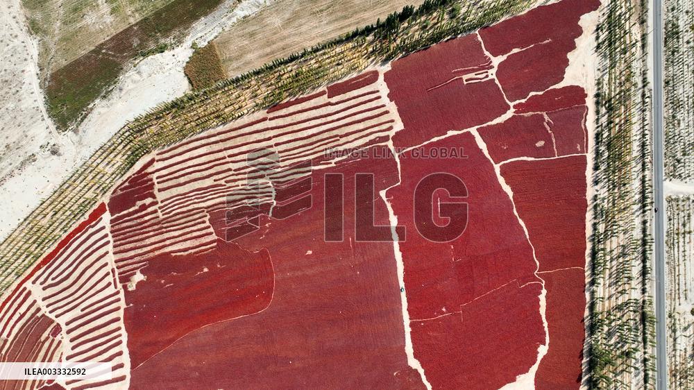 Drying Pepper in Xinjiang