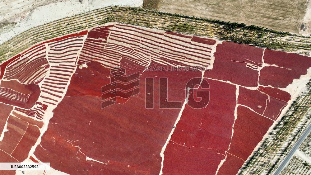 Drying Pepper in Xinjiang