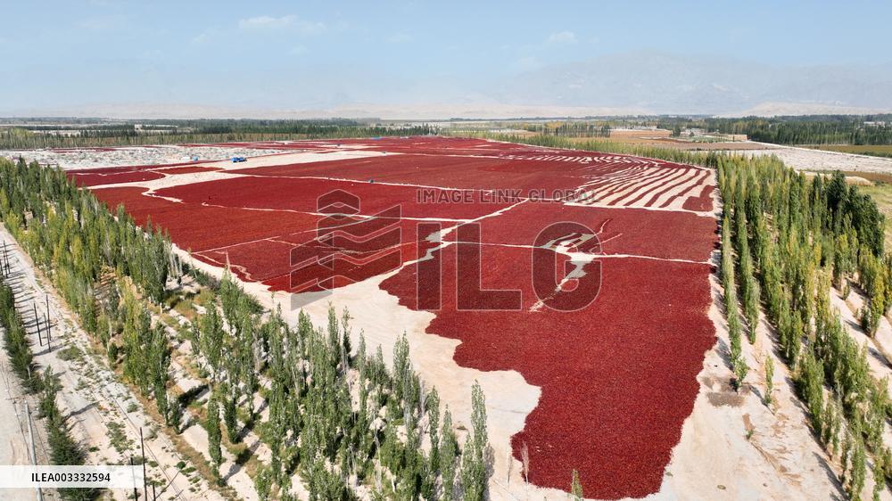 Drying Pepper in Xinjiang