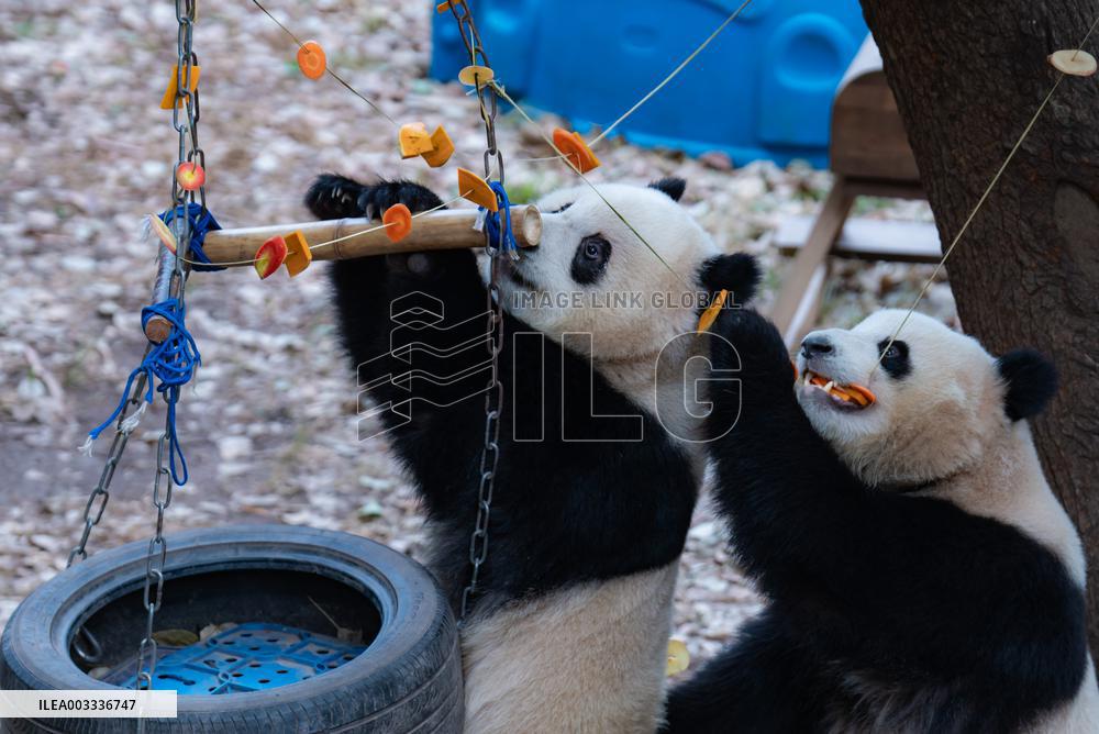 Giant Pandas Play in Chongqing Zoo