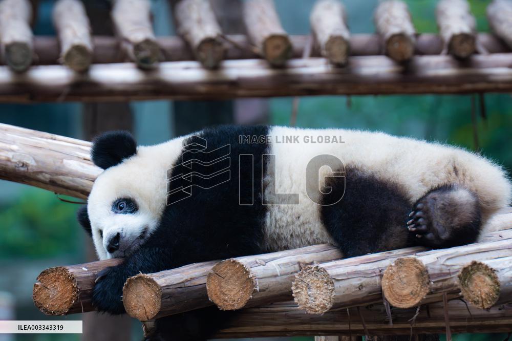 International Panda Day