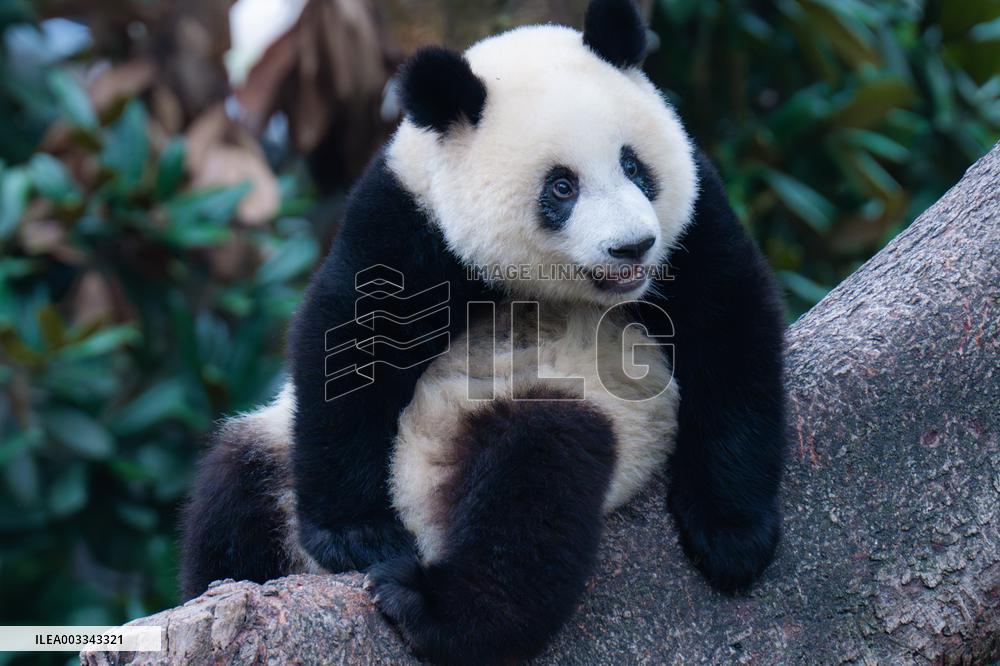 International Panda Day