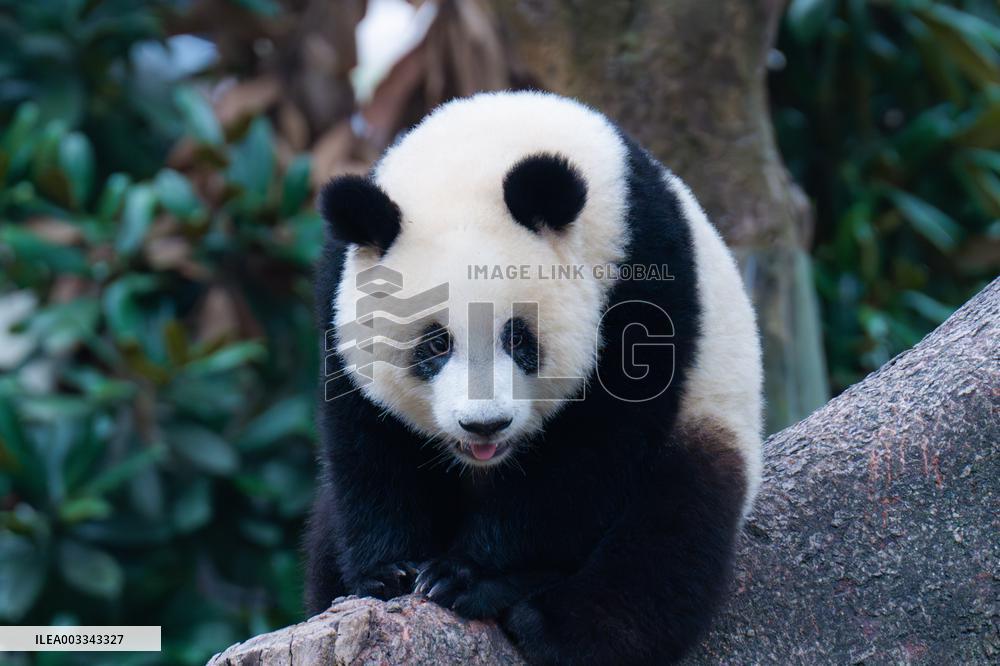 International Panda Day