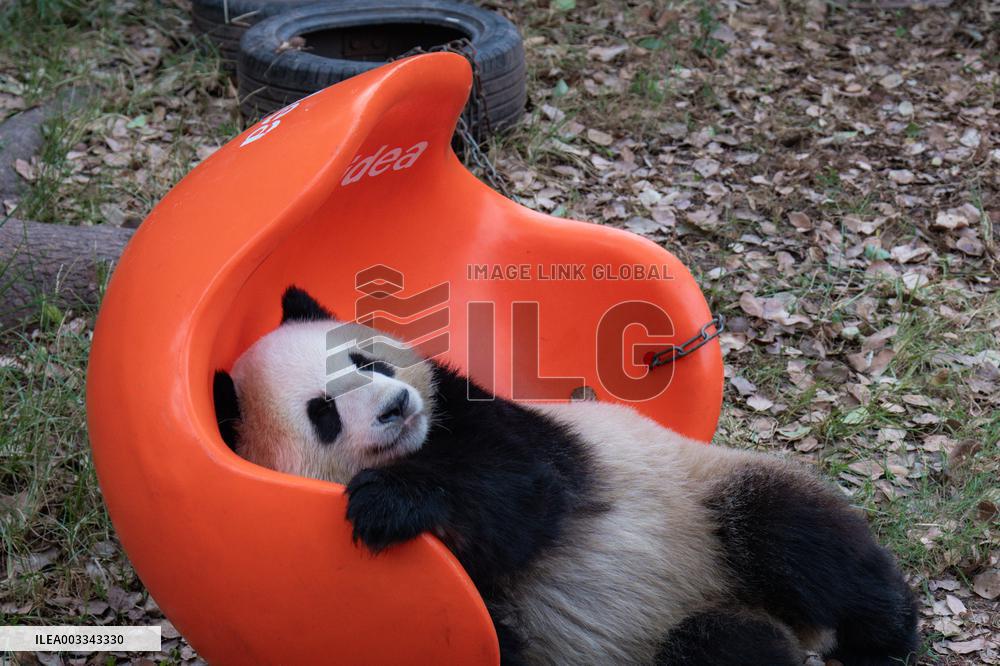 International Panda Day