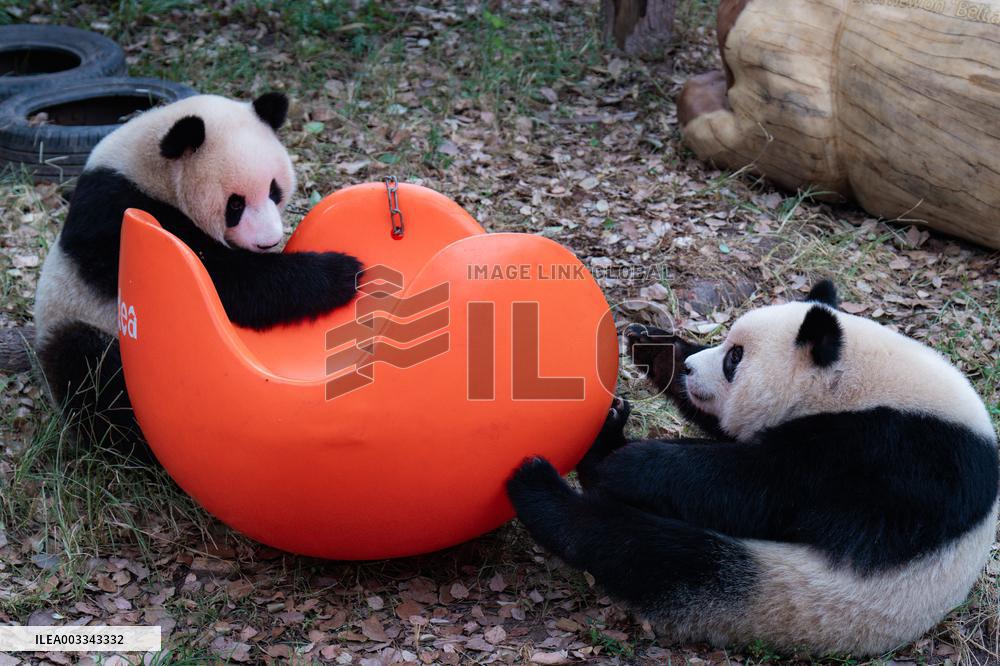 International Panda Day