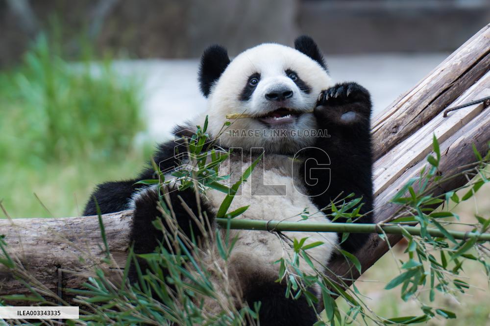 International Panda Day