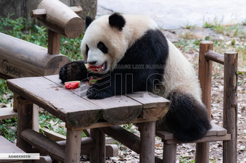 International Panda Day