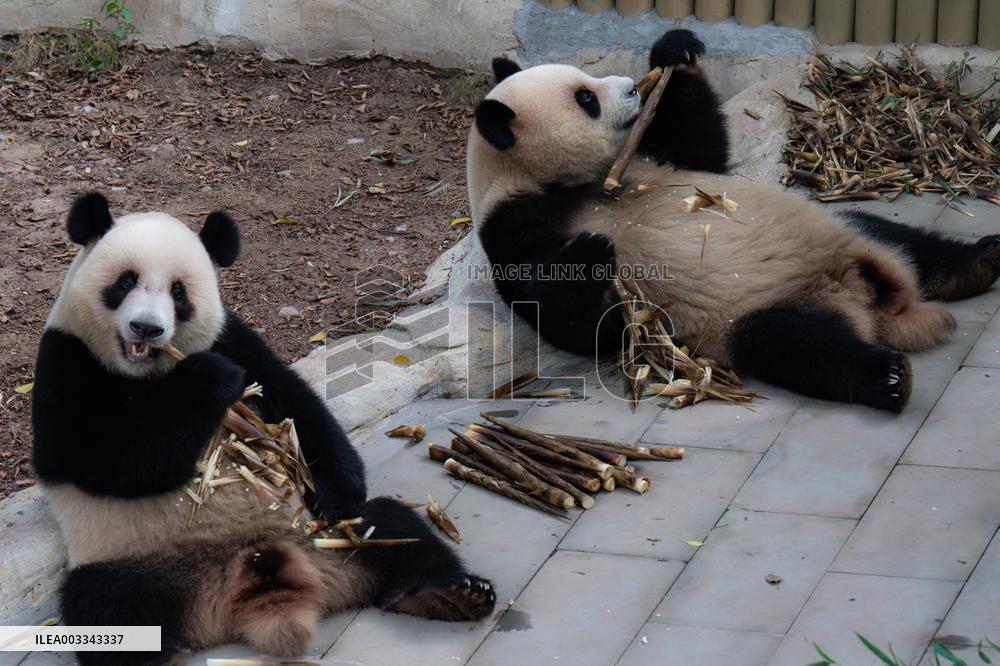 International Panda Day