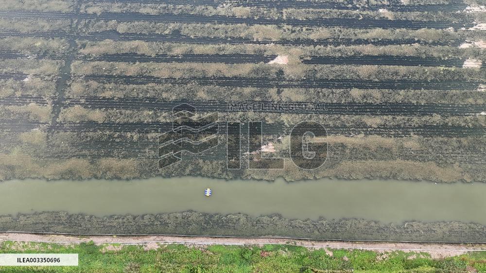 Rice Paddy Aquaculture Industry