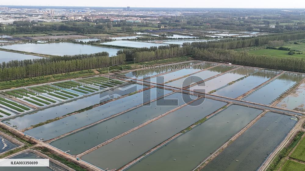 Rice Paddy Aquaculture Industry