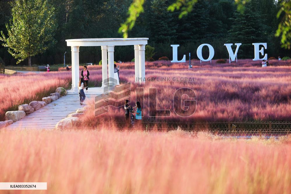 Pink Muhlygrass Tour in Sanmenxia