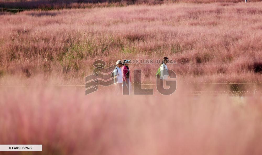 Pink Muhlygrass Tour in Sanmenxia