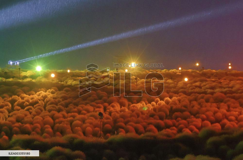 Illuminated kochia field in eastern Japan park