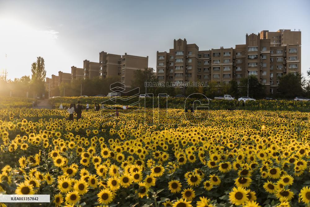 Tourists Play Among Sunflowers in Full Bloom in Karamay