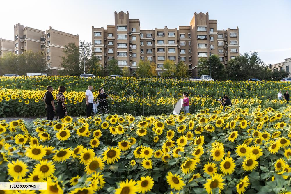 Tourists Play Among Sunflowers in Full Bloom in Karamay