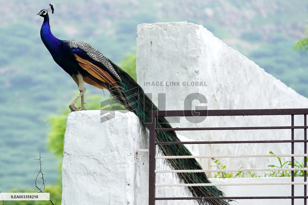 Wild Peacock - India