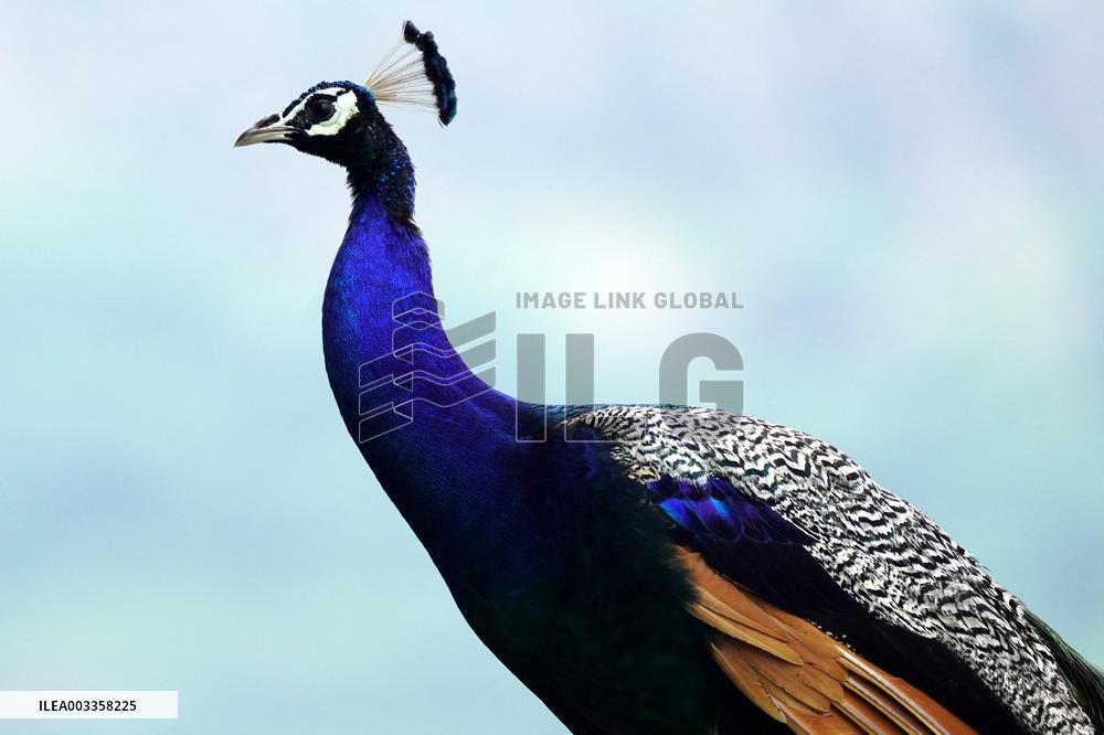 Wild Peacock - India