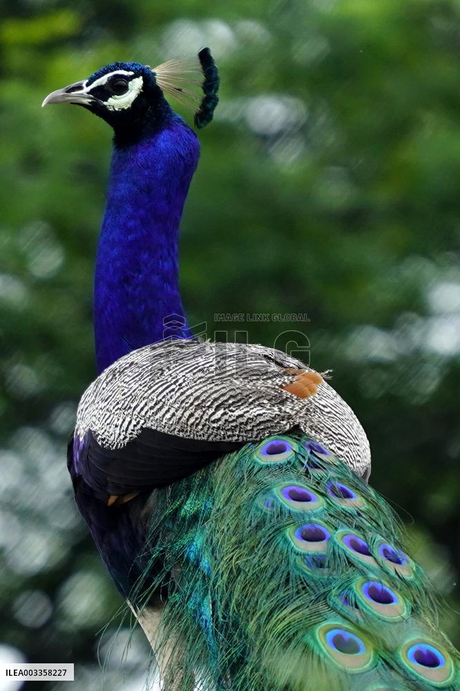 Wild Peacock - India
