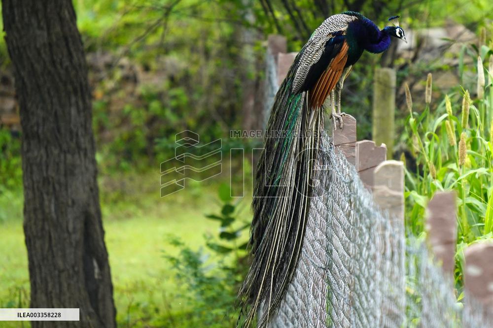 Wild Peacock - India