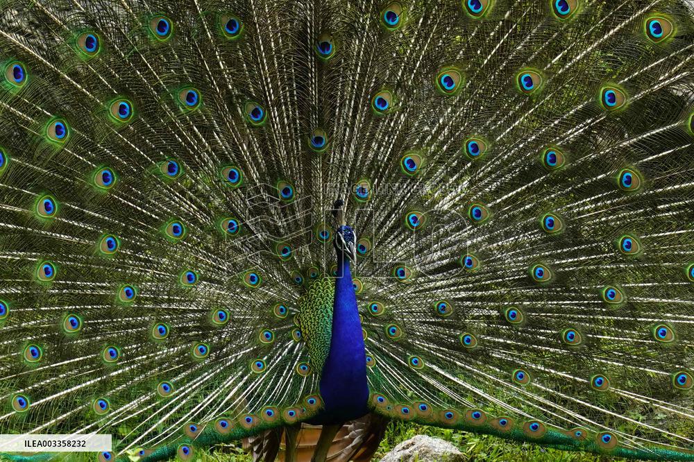 Wild Peacock - India