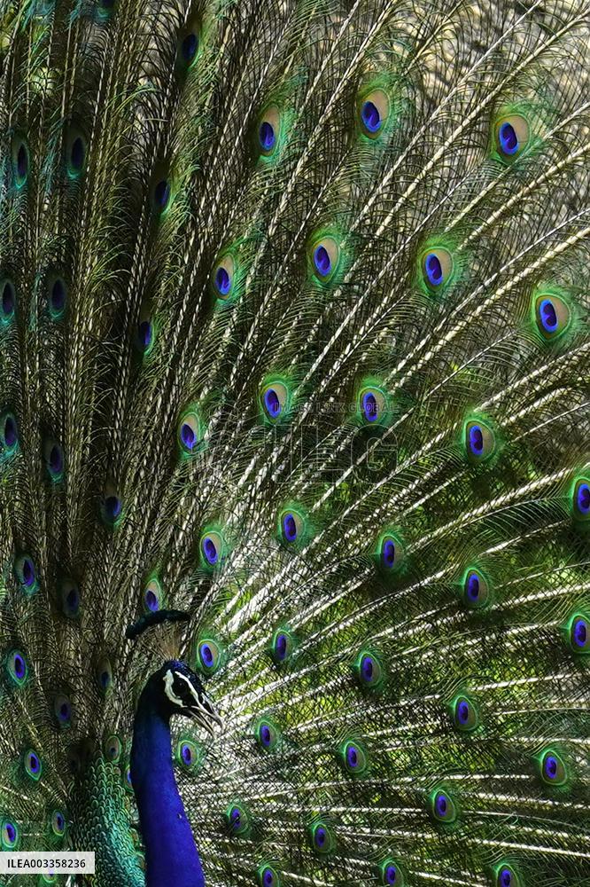 Wild Peacock - India