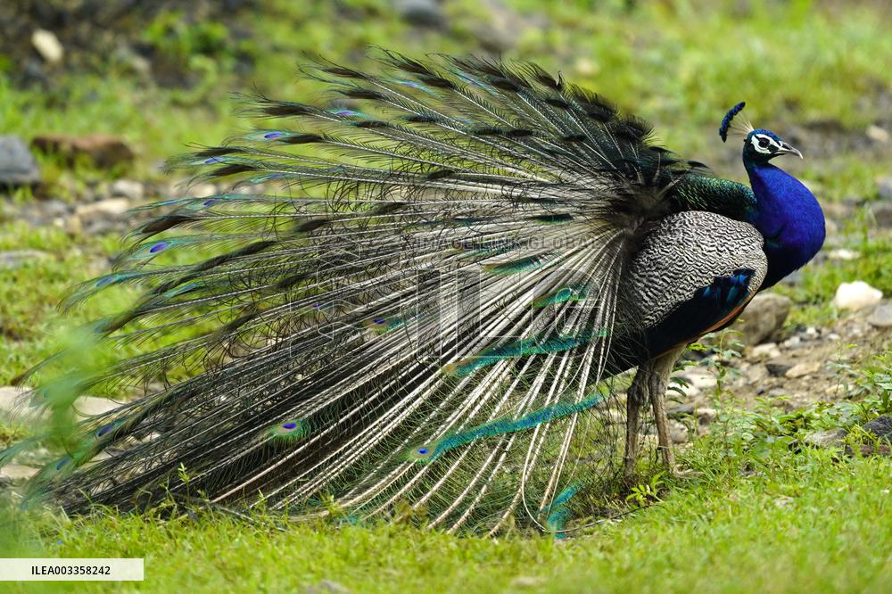 Wild Peacock - India