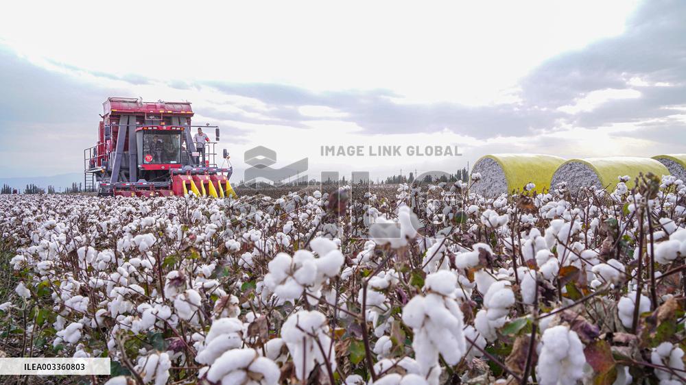Cotton Harvest in Xinjiang