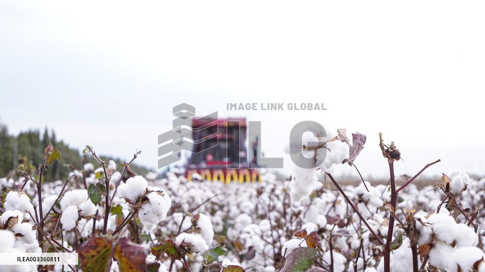 Cotton Harvest in Xinjiang