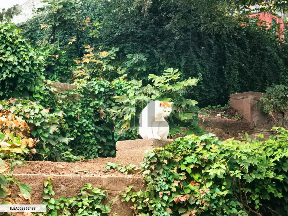 Stray Cat at The Summer Palace in Beijing