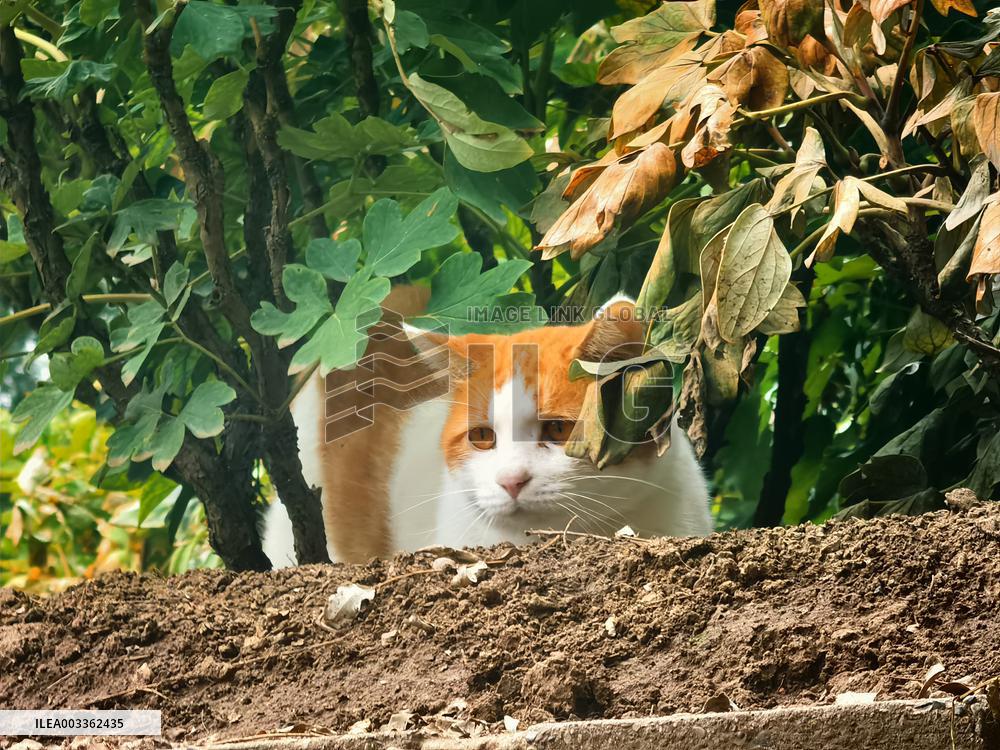 Stray Cat at The Summer Palace in Beijing