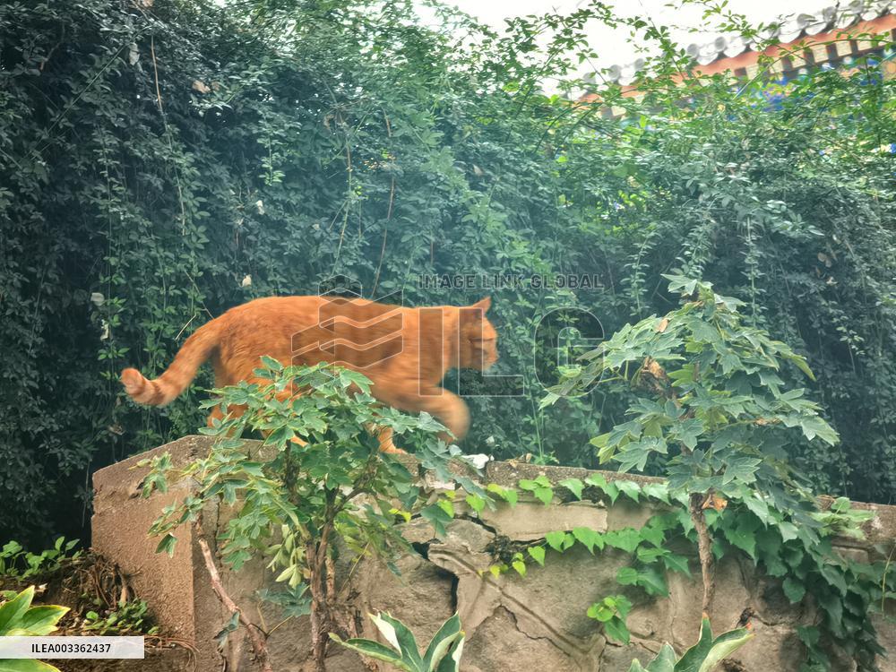 Stray Cat at The Summer Palace in Beijing