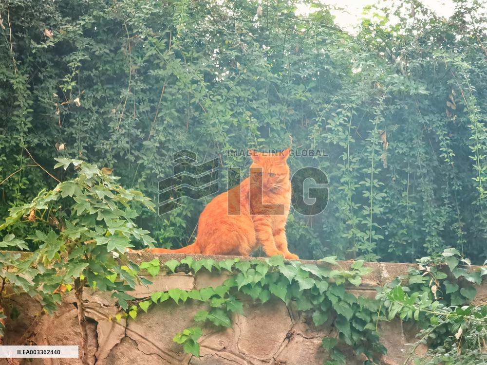 Stray Cat at The Summer Palace in Beijing