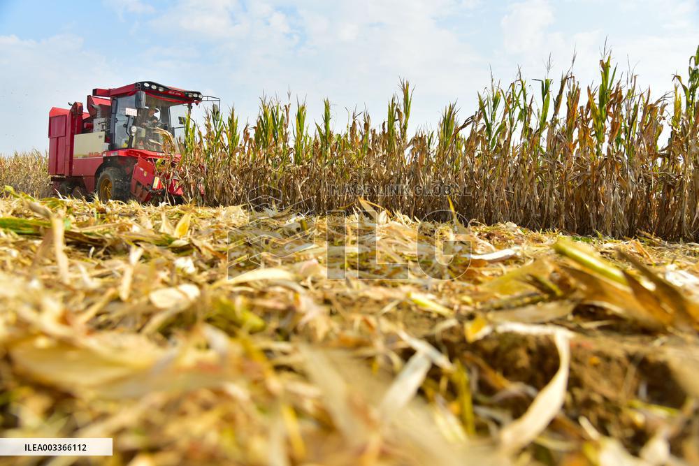 Corn Harvest in Zaozhuang
