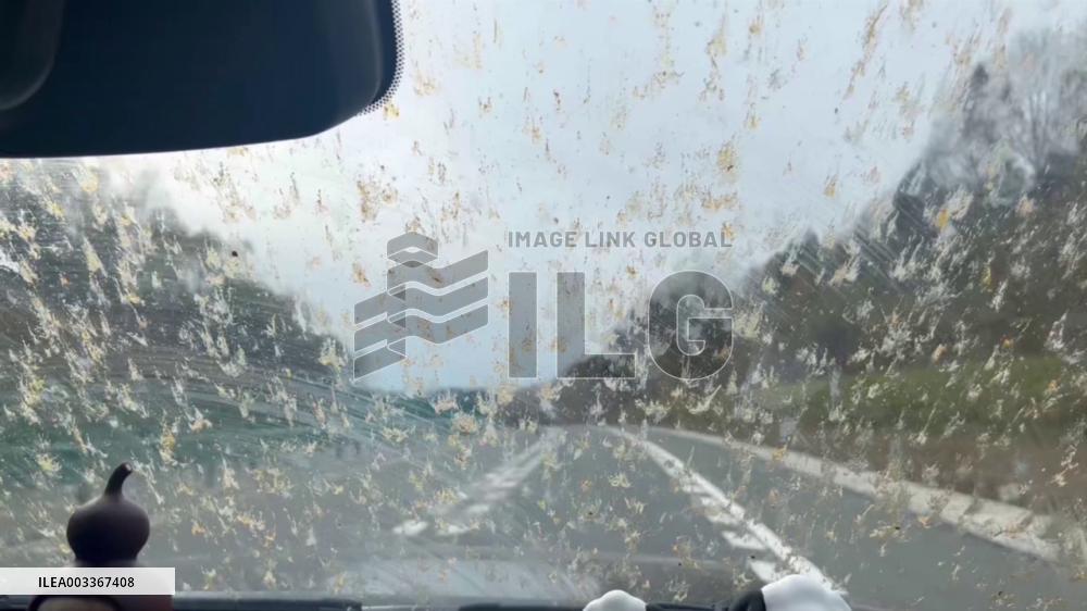 China: Swarm Of Ladybugs Covers Car Windshield In Yichun